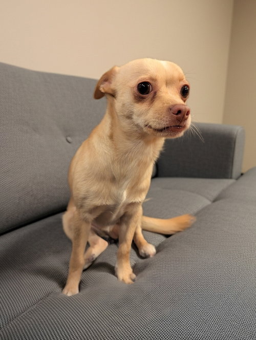 Milo