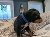 Jax