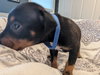 Jax