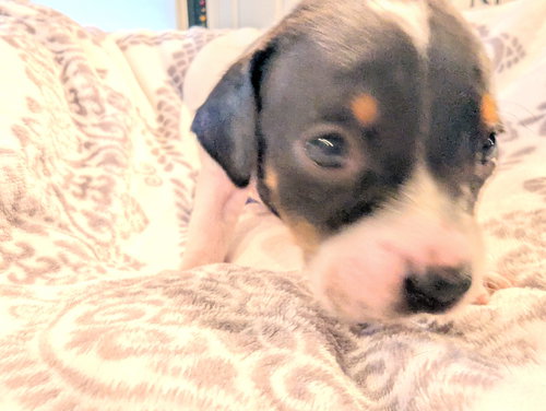 Daisy