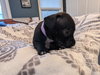 Zoey