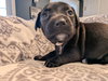 Maggie