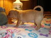 Shilo - VT
