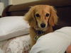 Puppy Cooper - MA