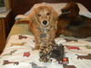 Puppy Cooper - MA