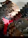 Cocoa