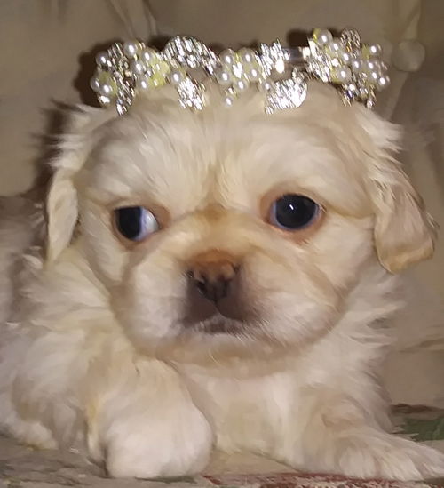 Princess Buttercup