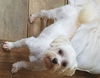 Charlie