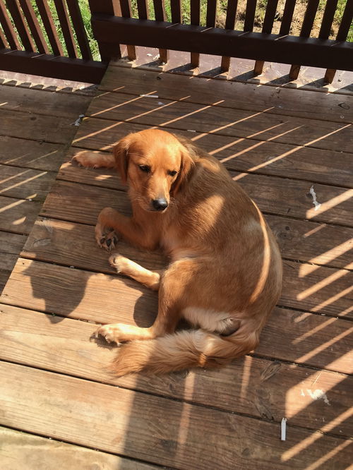 Penny