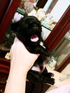 Brutus