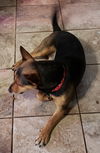 Copper