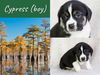 Cypress