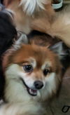 Cinnamon