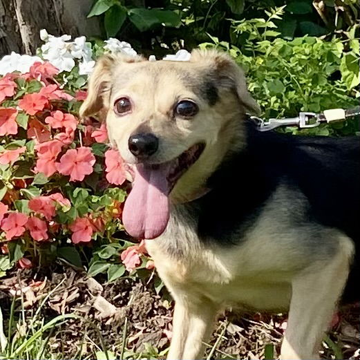 adoptable Dog in Alexandria, KY named Ginger