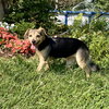 Ginger - Photo 2