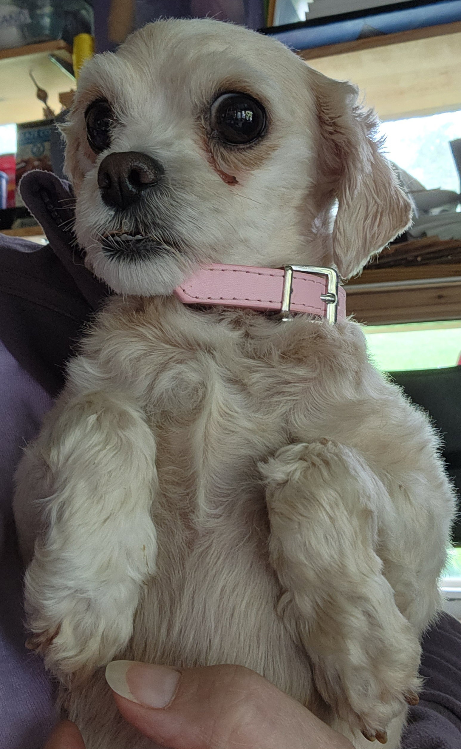 Dog for Adoption Aspen, a Maltese in Brookville, IN Alpha Paw