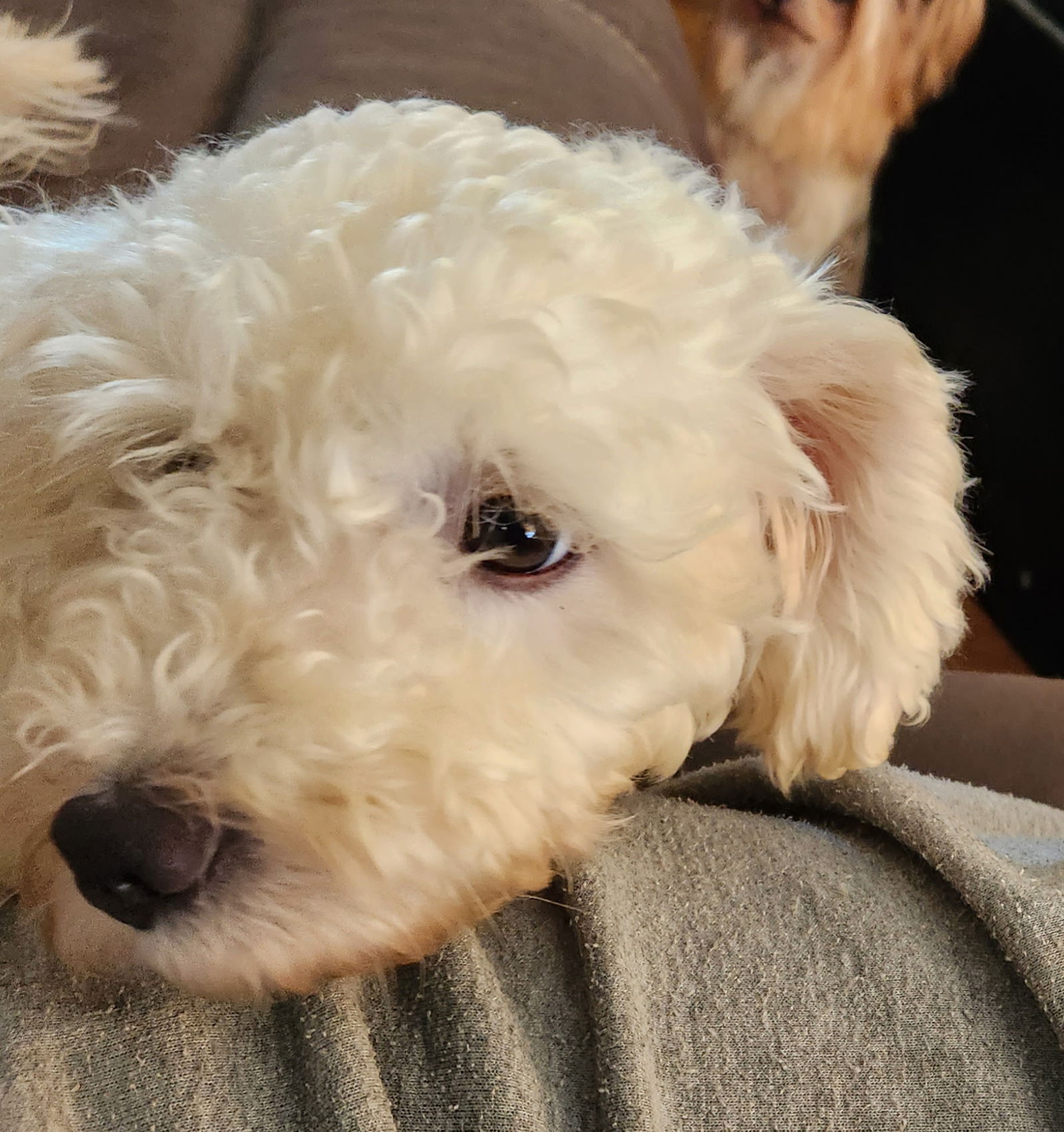 Dog for Adoption - Bonnie, a Bichon Frise in Oxford, OH | Alpha Paw