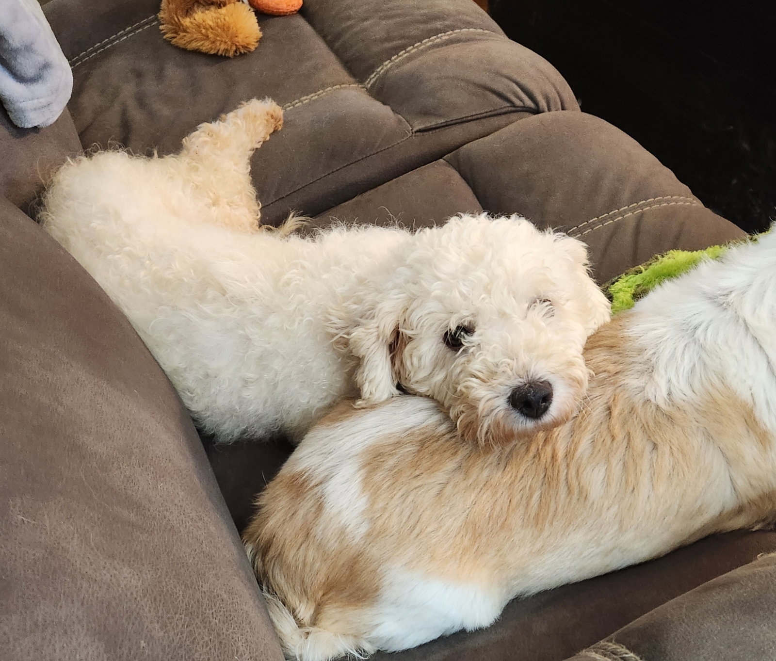 Dog for Adoption Bonnie, a Bichon Frise in Middletown, OH Alpha Paw