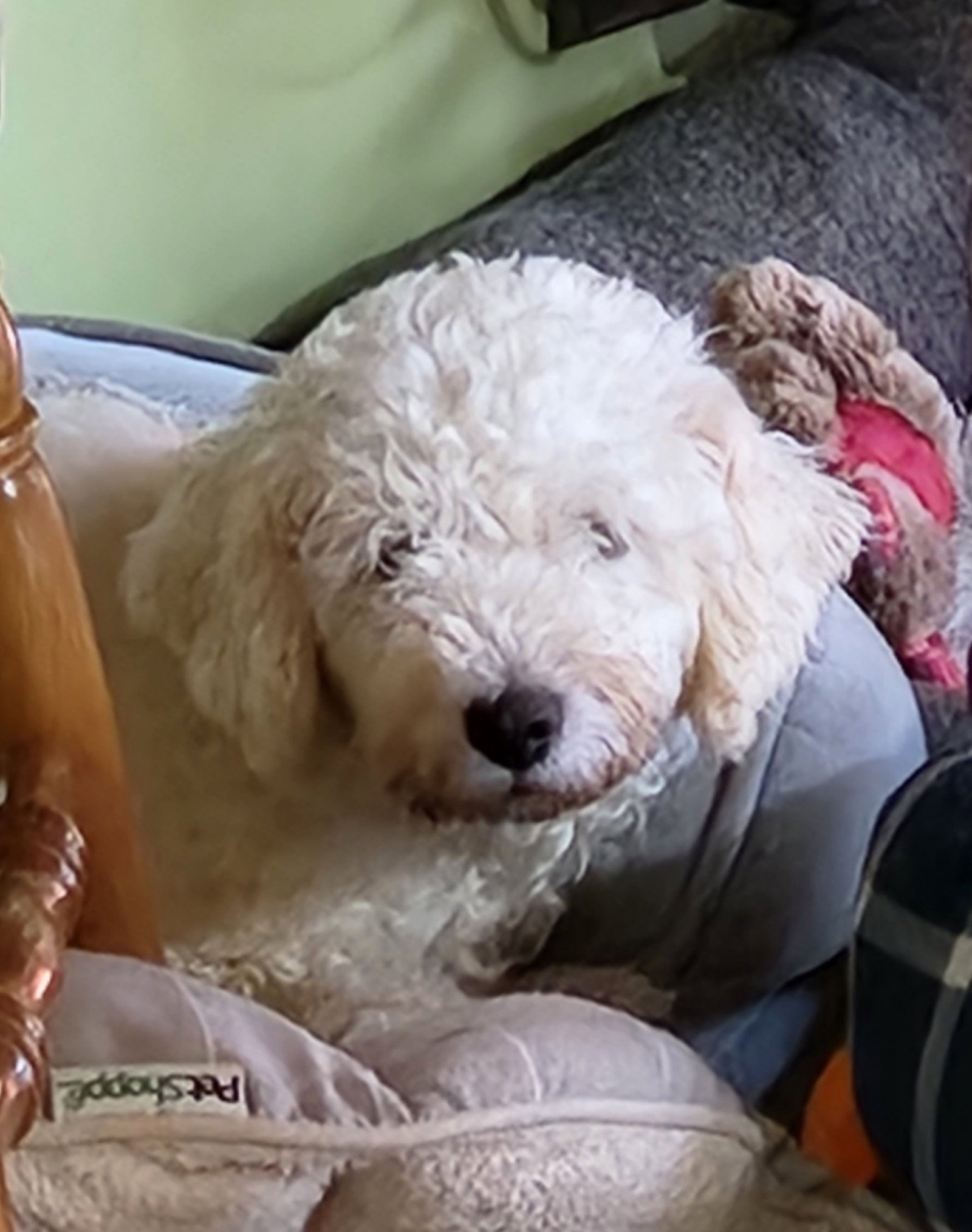 Dog for Adoption Bonnie, a Bichon Frise in Middletown, OH Alpha Paw