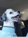 Arlo