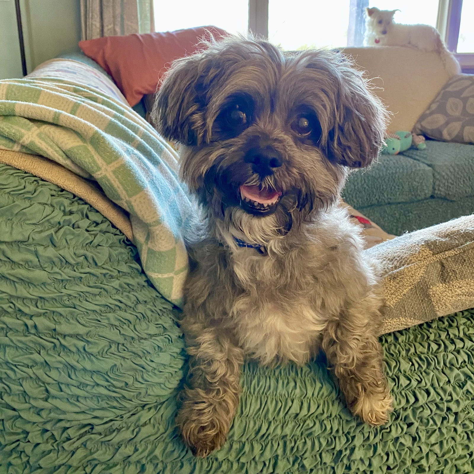 Dog for Adoption Marley, a Shih Tzu in Cincinnati, OH Alpha Paw