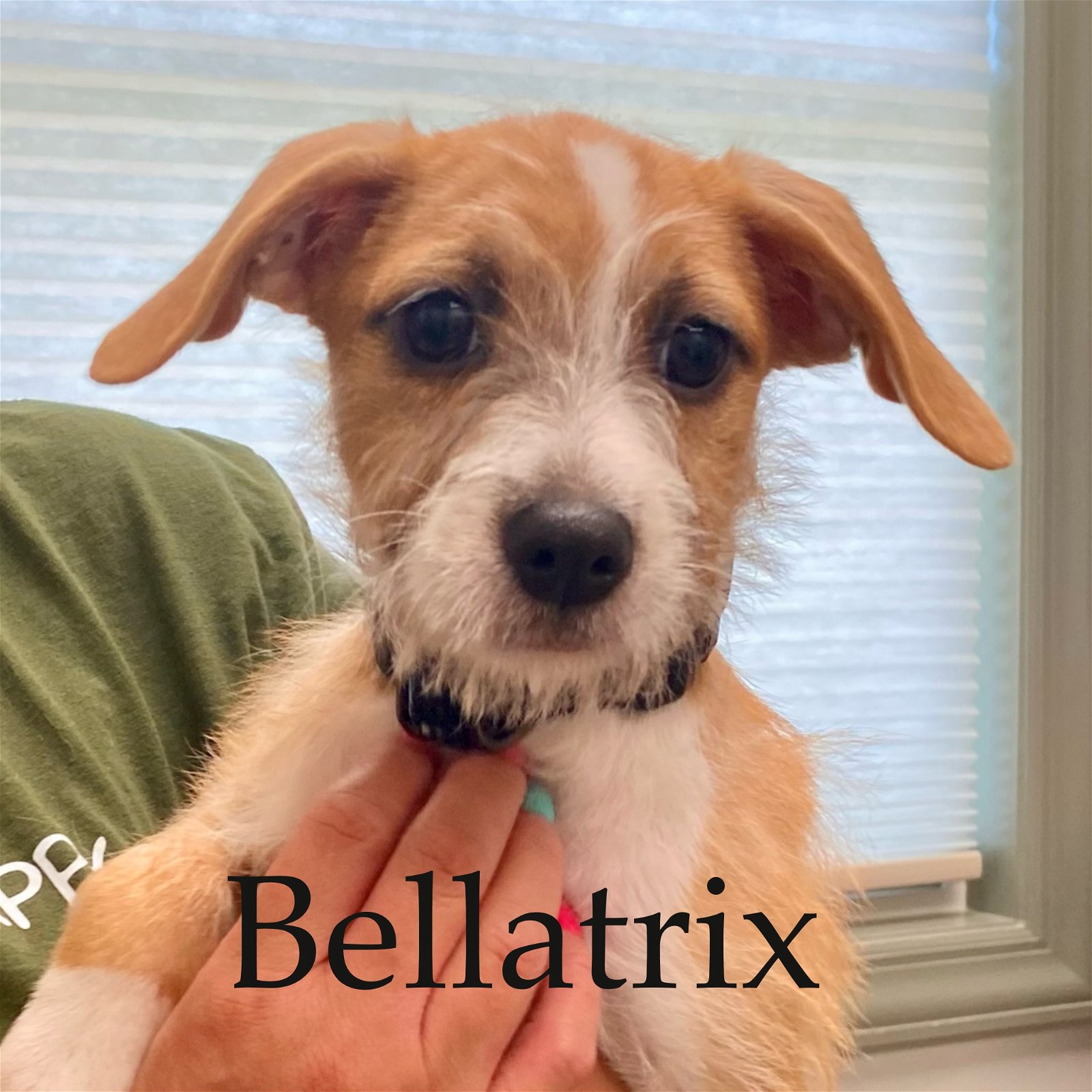 adoptable Dog in Alexandria, KY named Bellatrix