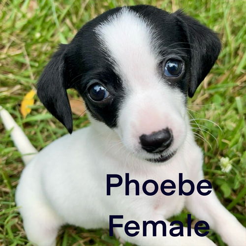 Phoebe