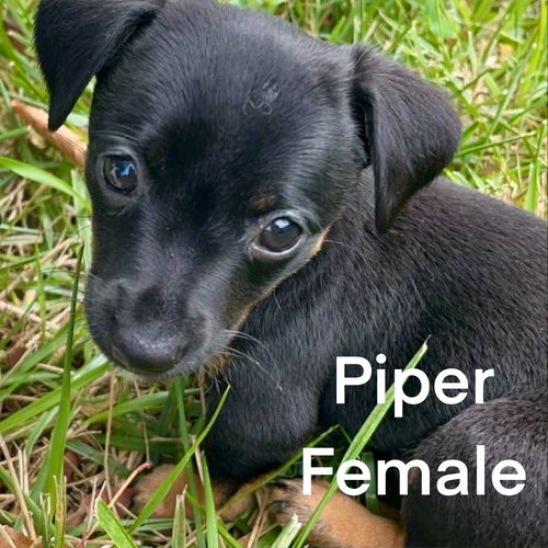 Piper