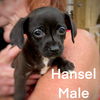 Hansel