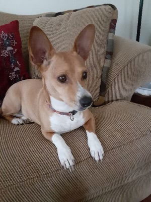 adoptable Dog in Alexandria, KY named Sandy