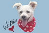 Willie