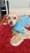 Toby - Photo 4