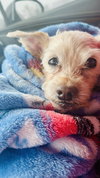 Toby - Photo 6