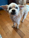 Toby - Photo 3