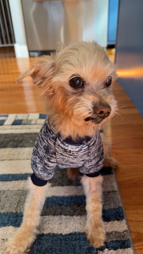 TOBY - Poodle (Toy) available for adoption
