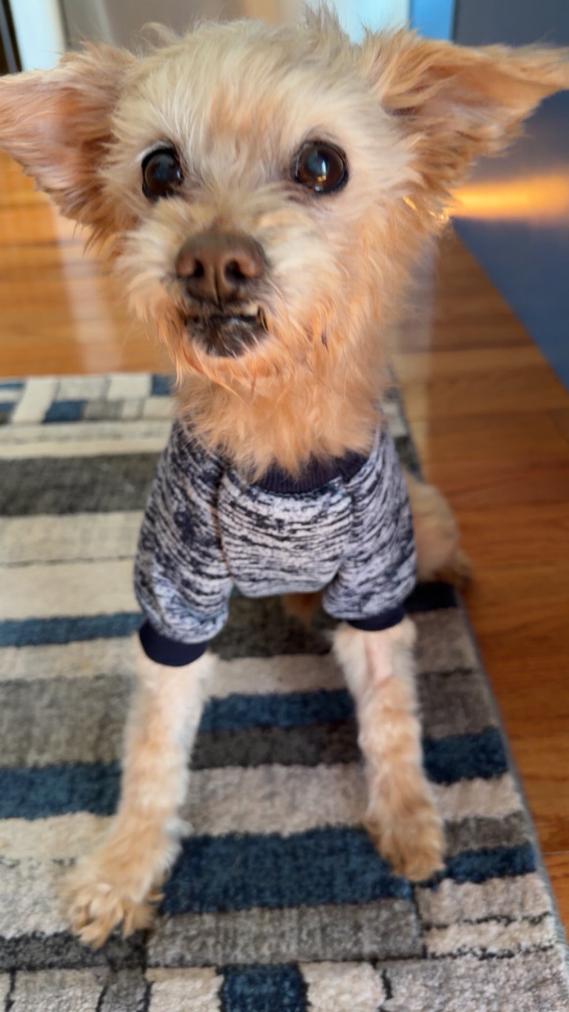 Toby Image