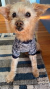 Toby - Photo 1