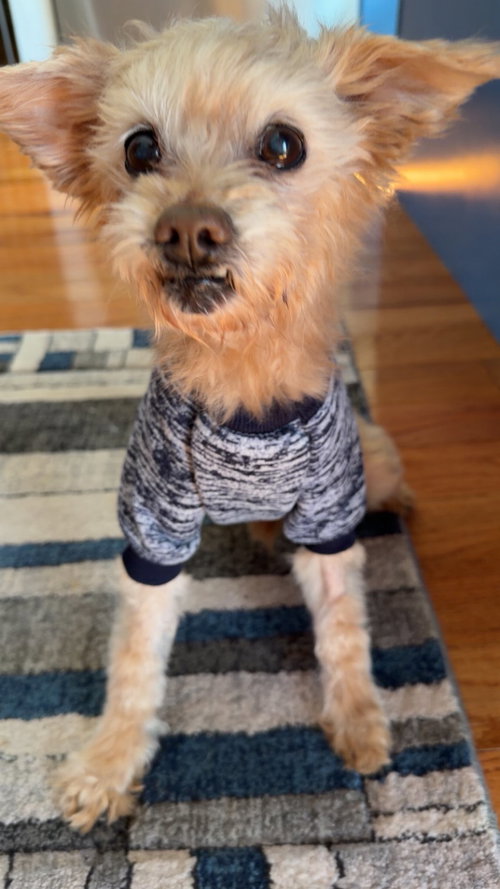 Toby