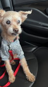 Toby - Photo 7