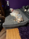Toby - Photo 5
