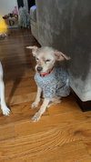 Toby - Photo 9