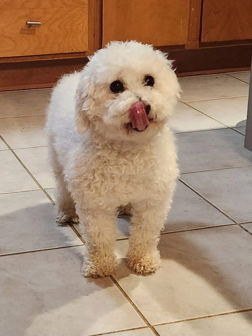 Scooter, an adoptable Bichon Frise in Alexandria, KY
