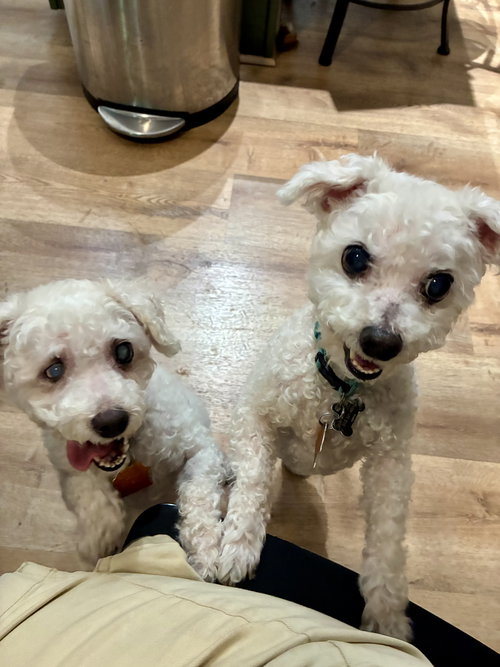 Max and Sophie, an adoptable Bichon Frise in Alexandria, KY