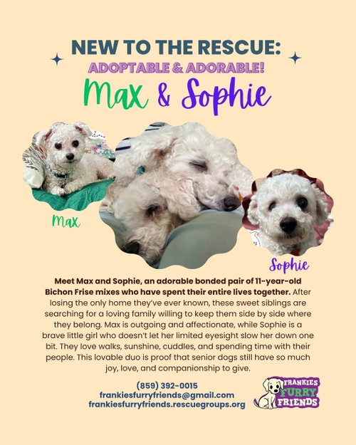 MAX AND SOPHIE - Bichon Frise available for adoption