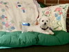 Max and Sophie - Photo 3