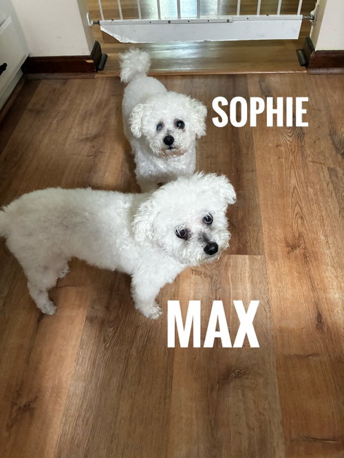 Max and Sophie, photo 5