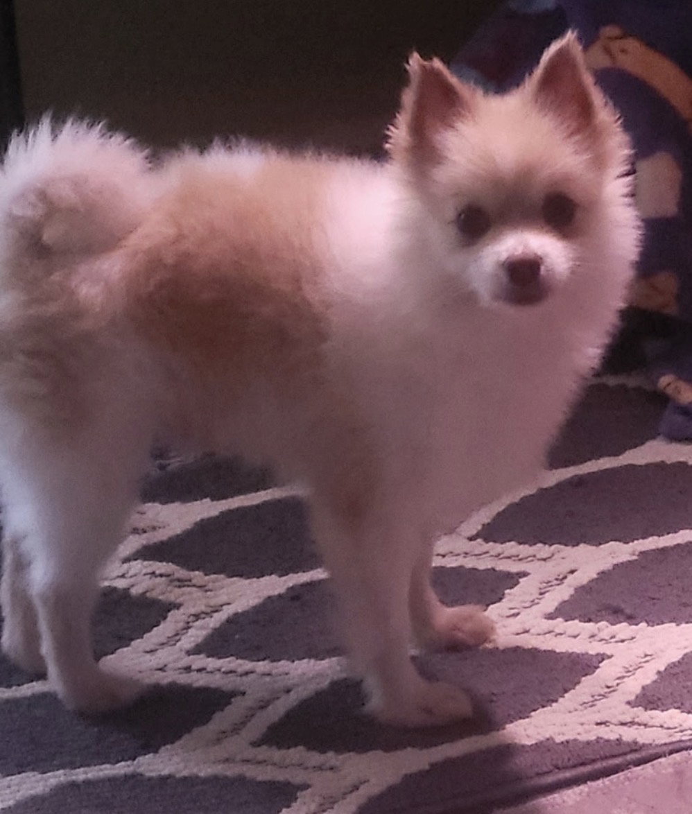 BooBoo