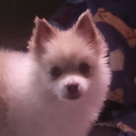 BooBoo