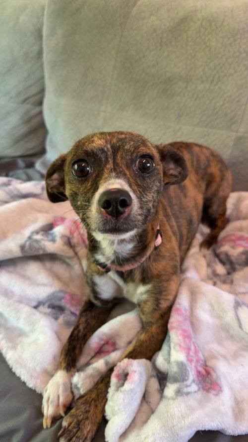 Rita, an adoptable Terrier in Alexandria, KY