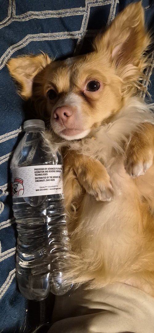 Frankie